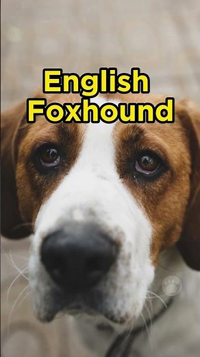 A dog breed for hunting foxes #dogs