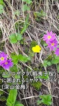 大雪山【銀泉台〜赤岳】令和8年7月13日 お花見登山！#大雪山 #銀泉台 #赤岳 #登山 #高山植物 #チリトマトヌードル #山ラーメン