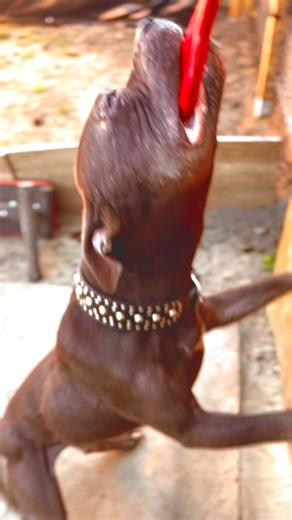 𝓥𝒾𝐯𝒾𝒂𝓷𝒂 on Instagram: "Close-Up-Cinema . . . Pitbull, Bandog, APBT, American Pit Bull Terrier, Gamebred, Gameness, Powerhouse, Muscle Dog, Drive, No Quit, Real Deal, All Bite No Bark, Fearless, Strong Jaw, Working Blood, High Energy, Pit Power, War Dog, Old School, Gamedog"