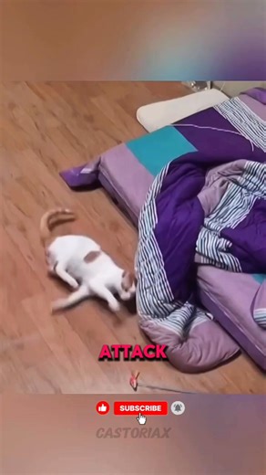 My Cat Was Fine All Day… Then Midnight Hit 😱#shorts #viral