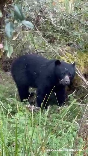 10K views · 388 reactions |  Oso de anteojos o ‘Tremerctos...