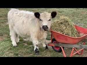 The cutest Miniature Galloway Cows having fun and playing