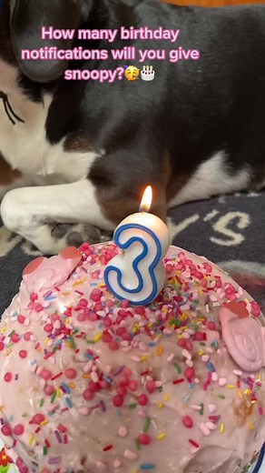 Happy Birthday Snoopy! Wish Him Well in the Comments 🥳