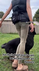 40K views · 481 reactions | Four dogs and different heeling stages!...