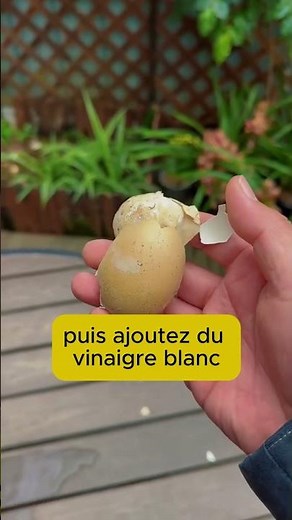 A simple trick to save an orchid with yellow leaves 🌿