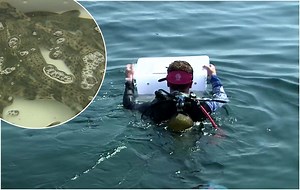 Shark pups released back into the sea after eggs are rescued from dead mother sharks