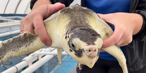 Dozens of dead sea turtles found on Mississippi Gulf Coast