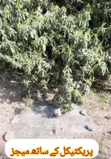 how to control midge attack, nishani and experiment and pesticide spray...