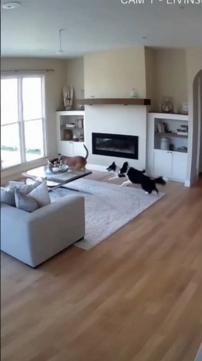 Security Camera Captures Dogs Chasing a Cat Around the House