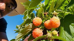 How to Grow Raspberries in Containers #garden #gardening #healthylifestyle #health #healthyfood #growyourownfood #foryourpage #fypシ #fypageシ | The Prolific Familystead