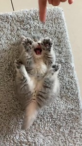 Trop mignon 😻😻❤️❤️ | Chat se discute