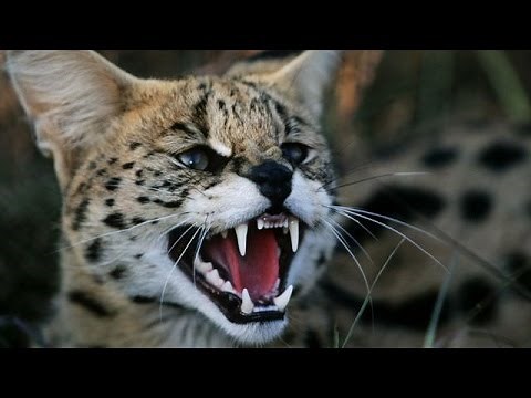 Four Cats Makes for a Crazy Household | My Cat From Hell