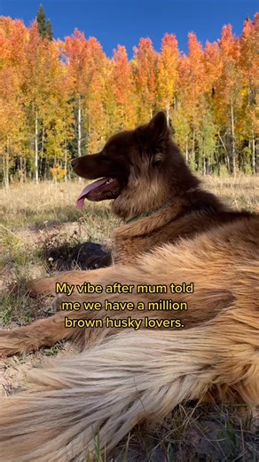 Thank you! Love all one million of you besties! #brownhusky | Huskyquoi SeQuoi Tenko