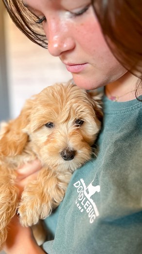 We always hesitate to say it, but there’s no other way to put it…”You get what you pay for!!!” We have heard it over and over again from our families and potential families….negative experiences they have had bringing home a puppy/goldendoodle. It doesn’t have to be that hard! Yes, your breeder matters. Yes, it matters what happened during those first couple months of life. Yes, it does matter how well adjusted the mama dog is when it comes to the temperament of the puppies. It ALL MATTERS! We w