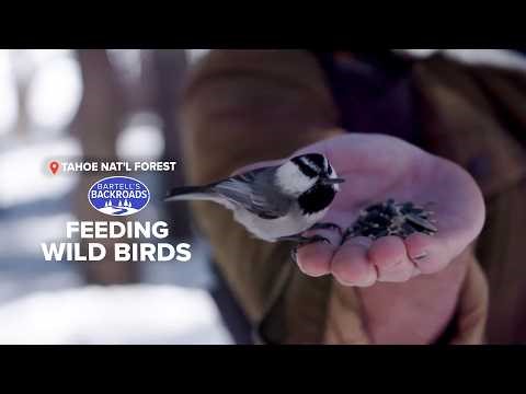 This Hidden Tahoe Trail Feels Like A Real-Life Wonderland | Bartell's Backroads