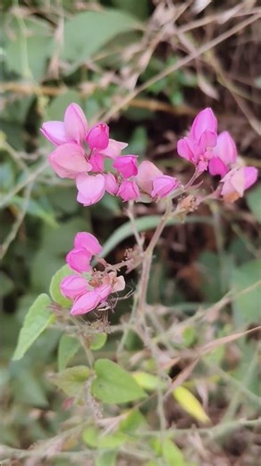 #Theanpoovalli #flowergarden