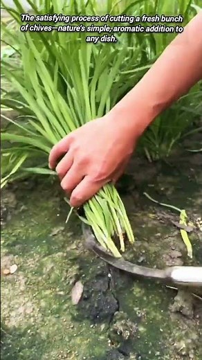 ​Hand-Cutting Fresh Green Chives for the Kitchen.