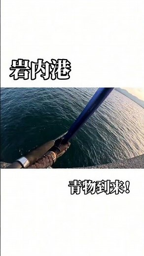 岩内港釣り ワラサ ショアジギング ブリ #北海道釣り #北海道ショアジギング
