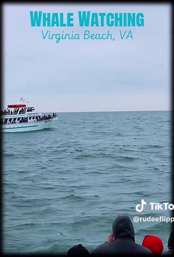 Did you know you can see whales right here in Virginia Beach? Join us for a cruise this winter! #rudeetours