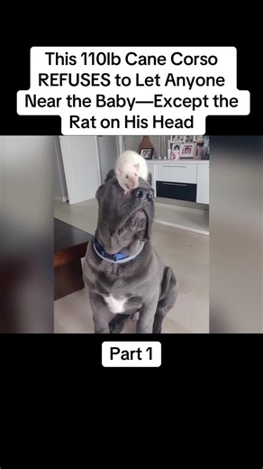 110lb Cane Corso Protects Baby — Only Lets Rat Near | Heartwarming Guard Dog