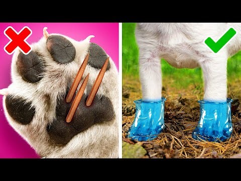 Best Gadgets and Hacks for Smart Pet Owners