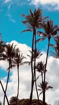 🌈♪HAWAIIAN♪ハワイアン ♪名作-魅惑のスチールギターメドレー【作業・勉強・睡眠】に、疲れた脳に響き安らぐBGM #music #steelguitar #hawaii