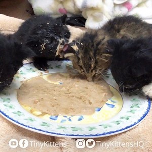 663K views · 66K reactions | Our new tiny orphan kittens getting...