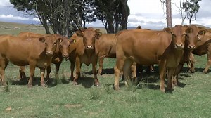 The 41st production sale of the Bovelder Cattle Study Group will take place on Thursday, 25 March 2021 at the Vrede Hotel. Digital video auction. On offer: 561 Top Bovelder cattle strictly selected on behalf of 14 breeders – 130 Cows 130 Calves (3-in-1) – 176 In calf heifers – 125 Heifers (open) Viewing 16 – 19 March by appointment Paul de Bruyn: 079 882 1138 Learn more: https://events.bkb.co.za/event/bovelder-bees-studiegroep/ | BKB