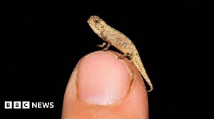 'Smallest reptile on earth' discovered in Madagascar