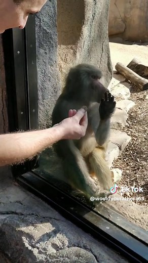 Monkey Reacts to Amazing Magic Tricks