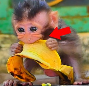Very Very Pitiful....!! Mom Baby Monkey left Baby Monkey and run away tiny Baby Monkey try to run to Mother Baby Monkey careless fall from the rock | Monkey Daily TV