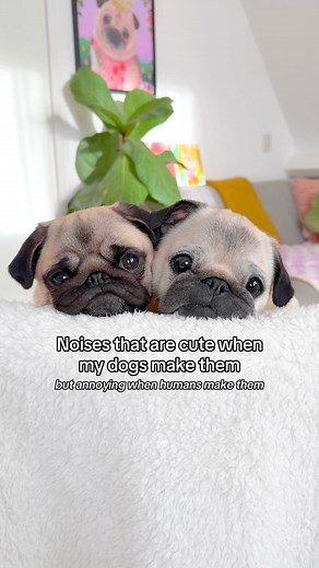 168K views · 28K reactions | Literally everything they do is cute 凉殺 #pug #dog #dogsofinstagram #pugsofinstagram #WeeklyFluff | Loulou the pug | Facebook