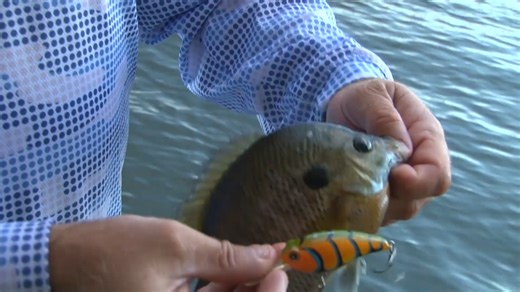 Heavy Current is key on the Tennessee River. This week we are looking how heavy rains affect the fish and their positioning to feed. When you understand these principles, you have a powerful tool in your fishing arsenal. #tennesseeriver #visitnorthal #largemouthbass #TeamOutdoors #nitroboats Bass Pro Shops Nitro Boats Power-Pole Total Boat Control Motormate Visit North Alabama Prym1 Camo | Timmy Horton Outdoors