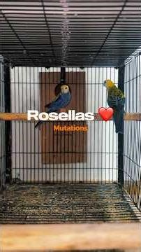 Rosella All Mutations ❤️ #keepsupporting #birds #viral #shorts #parrot