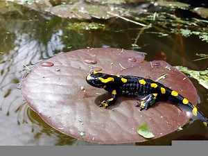 Do Salamanders hibernate? The Surprising Answer – Reptiles & Amphibians