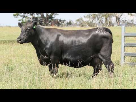 Lot 31 N103 Ben Nevis 2026 Female Sale