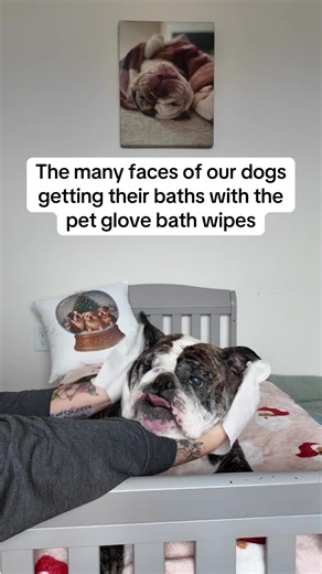 Dogs' Adorable Reactions to Bath Time with Pet Wipes