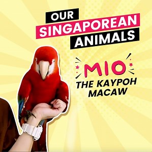 21K views · 354 reactions | Introducing our Singaporean animals!  In this series, we'll be highlighting the fun personalities we have in our parks, as they show us their local and adorable traits. Check out one of the stars of our Animal Friends Show - Mio the Macaw列 Send some love to Mio and comment with a "♥️" below! | Mandai Wildlife Reserve | Facebook