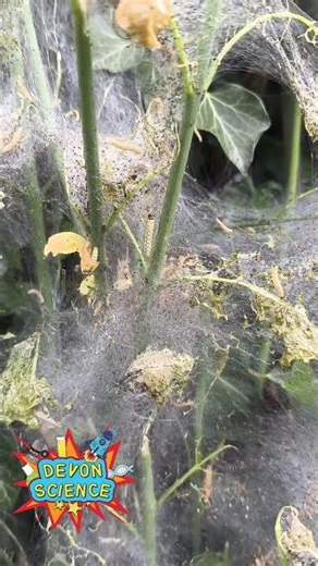 Caterpillars in Webs