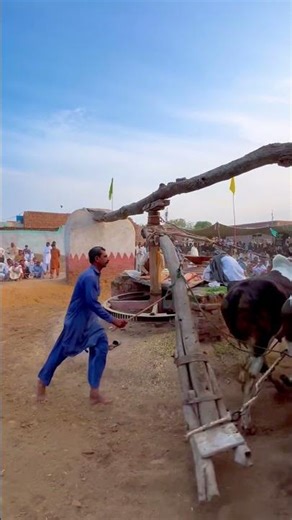 Antique Animal-Powered Mechanical Fodder Processor #cow #jcb #asmr #asmrvideo #cowvideos #shortsfeed