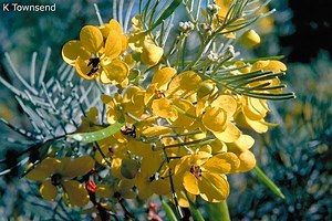 Senna artemisioides - Alchetron, The Free Social Encyclopedia