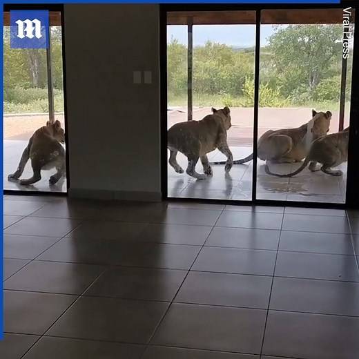 Imagine coming home to see THIS! 😱🦁 via ViralPress | Daily Mail Video