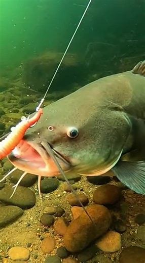 Ultimate Guide to Carp Fishing in the USA