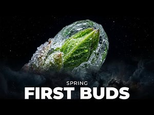 Nature's Quiet Rebirth: An Exploration into The First Buds of Early Spring | Science Before Dreams
