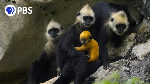 Langur Monkey Makes Perilous Climb Up Sheer Mountain Face to Save Her Baby From Rival Males