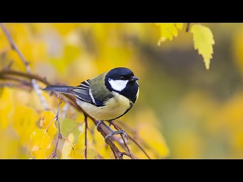 All Things Bright and Beautiful (Instrumental) - Traditional Beautiful Hymn - Arranged by Tim Janis