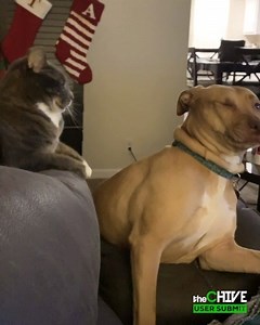 That's the cleanest jab I've ever seen | theCHIVE