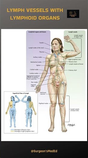 Lymphatic System with Lymphoid Organs | #Lymph #anatomy #shorts | ‪@SurgeonsMedEd‬