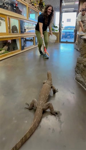 715K views · 5.6K reactions | This guy is one of my favorite dudes here at the zoo! He is an Asian water monitor with crazy speed and a super impressive jump!  He got a little too excited there  and decided to take a detour and chase my shoe!  He got the hang of things eventually though  happy Saturday, everyone! | The Reptile Zoo | Facebook