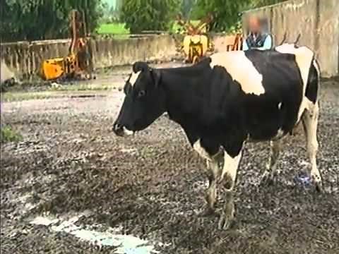 BSE - Clinical Signs - Sensory Disturbances